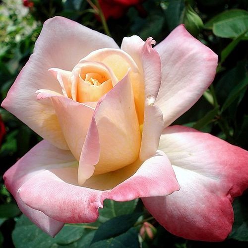 Krémszínű, rózsaszín szegéllyel - Teahibrid virágú - magastörzsű rózsafa- egyenes szárú koronaforma